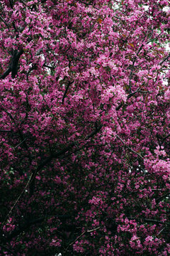 Blooming Cherry Blossoms in the park of Montreal