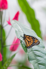 Monarch in leaf