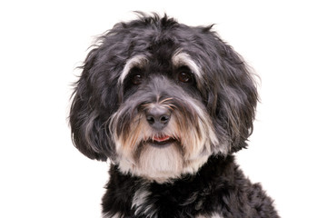 Portrait of an adorable Bichon havanese