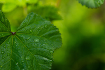 Three quarters of a green leaf with and a green blurred background.