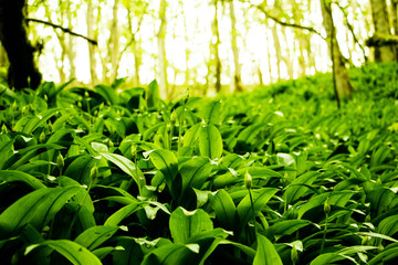 young plants in the garden