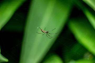Spider