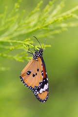 Monarch on flower