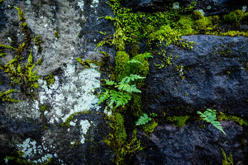 Green ferns on mossy rocks.