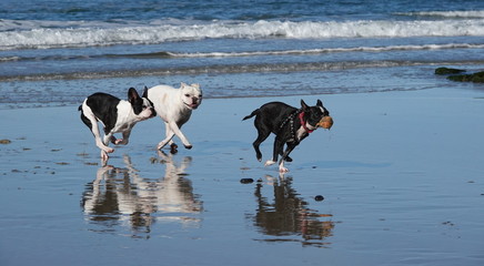 Three small dogs chase each other on the beach