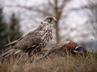 Saker falcon (Falco cherrug) sitting on hunted pheasant. Saker falcon hunting. Saker falcon portrait. Saker falcon and pheasant. 