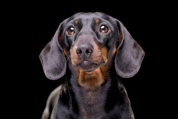 Portrait of an adorable short haired dachshund