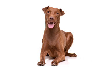 Studio shot of an adorable mixed breed dog