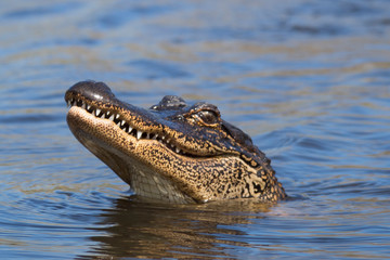 Baby Alligator