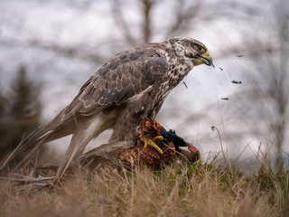 Saker falcon (Falco cherrug) sitting on hunted pheasant. Saker falcon hunting. Saker falcon portrait. Saker falcon and pheasant. 