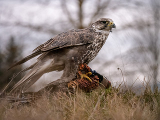 Saker falcon (Falco cherrug) sitting on hunted pheasant. Saker falcon hunting. Saker falcon portrait. Saker falcon and pheasant. 