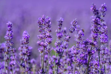 Foto op Plexiglas Lavendel bloeien op het veld close-up. © Marina