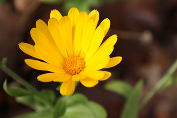 Yellow Flower
