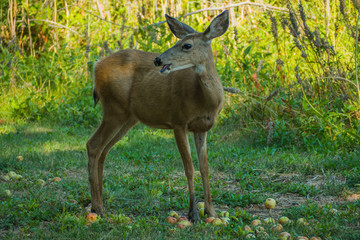 Deer looking back