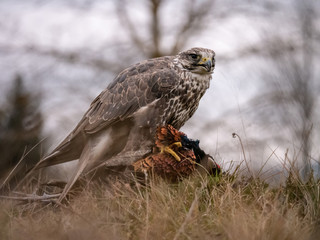 Saker falcon (Falco cherrug) sitting on hunted pheasant. Saker falcon hunting. Saker falcon portrait. Saker falcon and pheasant. 