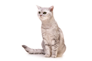 Studio shot of an adorable British shorthair cat