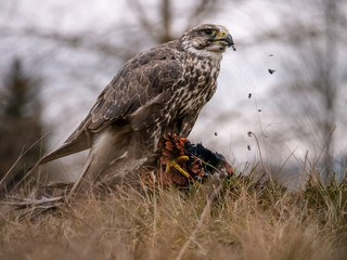 Saker falcon (Falco cherrug) sitting on hunted pheasant. Saker falcon hunting. Saker falcon portrait. Saker falcon and pheasant. 
