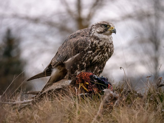 Saker falcon (Falco cherrug) sitting on hunted pheasant. Saker falcon hunting. Saker falcon portrait. Saker falcon and pheasant. 