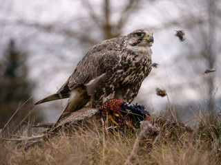 Saker falcon (Falco cherrug) sitting on hunted pheasant. Saker falcon hunting. Saker falcon portrait. Saker falcon and pheasant. 