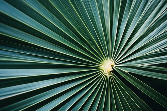 Close up of concentric green leaf