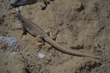 Desert Iguana