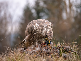 Saker falcon (Falco cherrug) sitting on hunted pheasant. Saker falcon hunting. Saker falcon portrait. Saker falcon and pheasant. 