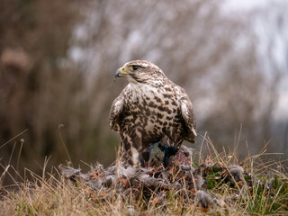 Saker falcon (Falco cherrug) sitting on hunted pheasant. Saker falcon hunting. Saker falcon portrait. Saker falcon and pheasant. 
