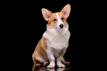 Studio shot of a young, adorable Corgie - isolated on black