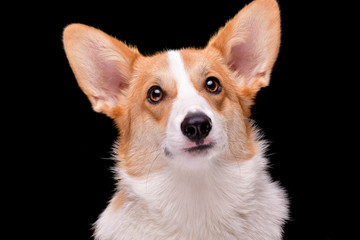 Portrait of a young, adorable Corgie - isolated on black