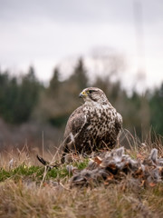 Saker falcon (Falco cherrug) sitting on hunted pheasant. Saker falcon hunting. Saker falcon portrait. Saker falcon and pheasant. 