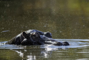 African Hippopotamus, South Africa, in forest environment