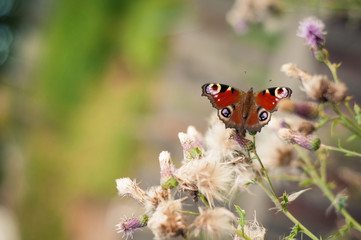 peacock butterfly on a branch of a thistle