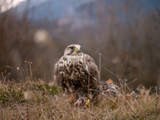 Saker falcon (Falco cherrug) sitting on hunted pheasant. Saker falcon hunting. Saker falcon portrait. Saker falcon and pheasant. 