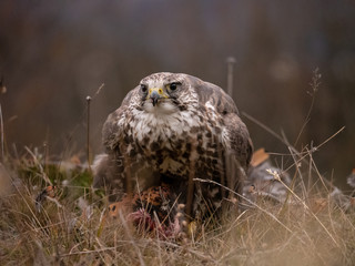 Saker falcon (Falco cherrug) sitting on hunted pheasant. Saker falcon hunting. Saker falcon portrait. Saker falcon and pheasant. 