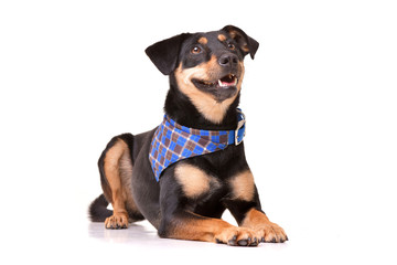 Obraz premium Studio shot of an adorable mixed breed dog