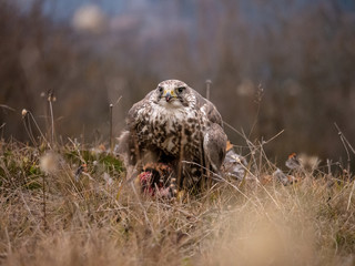 Saker falcon (Falco cherrug) sitting on hunted pheasant. Saker falcon hunting. Saker falcon portrait. Saker falcon and pheasant. 