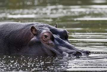 Fototapeta premium African Hippopotamus, South Africa, in forest environment