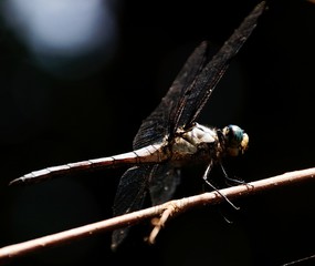 Dragonfly on a twig in the sun light