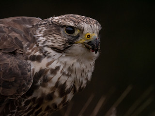 Saker falcon (Falco cherrug) portrait on black background. Saker falcon closeup. Saker falcon face.