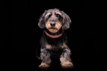 Studio shot of an adorable half blind wired haired dachshund