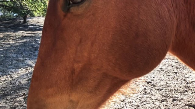 Horse head profile from the snot to the eye