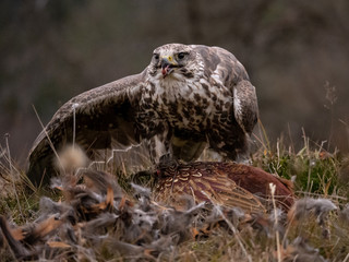 Saker falcon (Falco cherrug) sitting on hunted pheasant. Saker falcon hunting. Saker falcon portrait. Saker falcon and pheasant. 