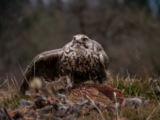Saker falcon (Falco cherrug) sitting on hunted pheasant. Saker falcon hunting. Saker falcon portrait. Saker falcon and pheasant. 