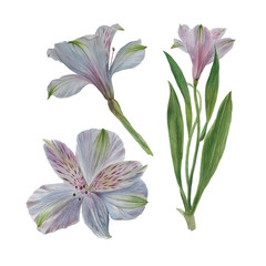 Watercolor flowers of alstroemeria lily on a white background.