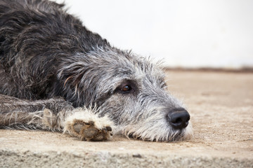 Dog breed  irish wolfhound  lying portrait