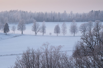 Winter Tree Colonnade