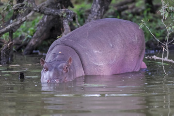 Fototapeta premium African Hippopotamus, South Africa, in forest environment