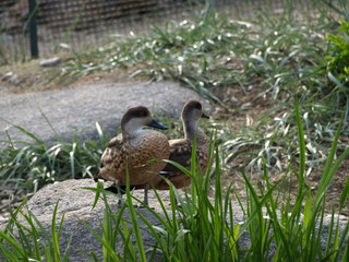A couple of ducks, standing on stone