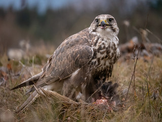 Saker falcon (Falco cherrug) sitting on hunted pheasant. Saker falcon hunting. Saker falcon...