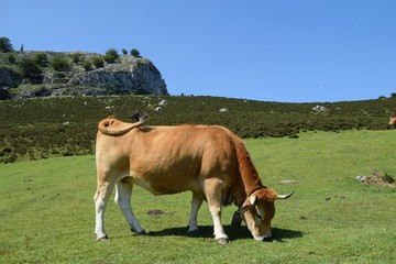 lagos de covadonga